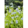 Myosotis palustris P9C0.5