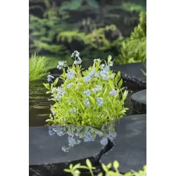 Myosotis palustris P9C0.5