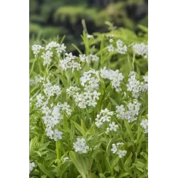 Myosotis palustris Alba P9C0.5