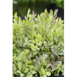 Oenanthe fistulosa Flamingo P9C0.5