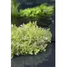 Oenanthe fistulosa Flamingo P9C0.5