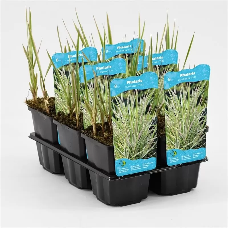 Phalaris arundinacea Picta P9C0.5
