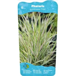 Phalaris arundinacea Picta P9C0.5