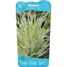 Phalaris arundinacea Picta P9C0.5