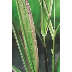 Phalaris arundinacea Picta P9C0.5