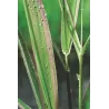 Phalaris arundinacea Picta P9C0.5