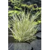 Phalaris arundinacea Picta P9C0.5
