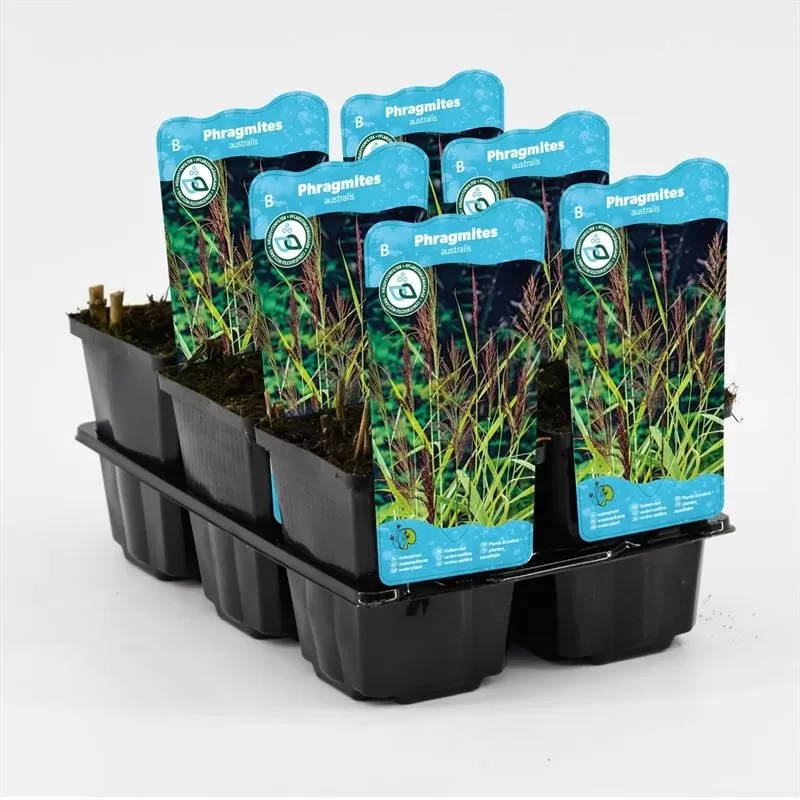 Phragmites australis P9C0.5