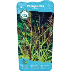 Phragmites australis P9C0.5