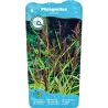 Phragmites australis P9C0.5