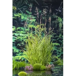 Phragmites australis P9C0.5