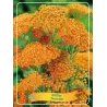 Kraujažolė - Achillea Terracotta P11