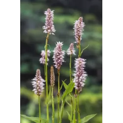 Polygonum bistorta P9C0.5