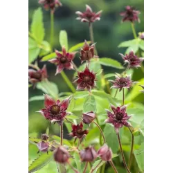 Potentilla palustris P9C0.5