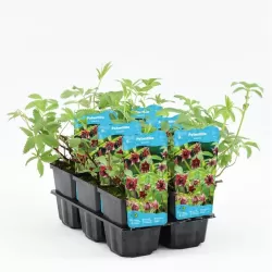 Preslia cervina P9C0.5