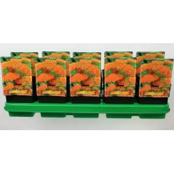 Kraujažolė - Achillea Terracotta P11