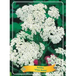 Kraujažolė - Achillea White Beauty P11