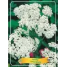 Kraujažolė - Achillea White Beauty P11