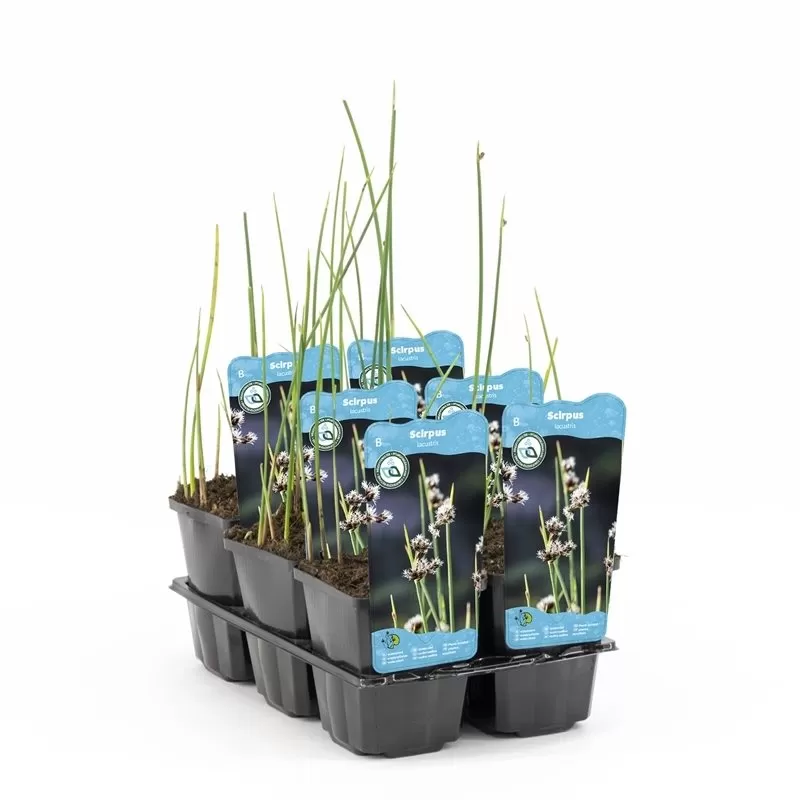 Scirpus lacustris P9C0.5