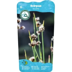 Scirpus lacustris P9C0.5