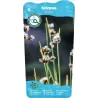 Scirpus lacustris P9C0.5