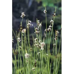 Scirpus lacustris P9C0.5
