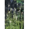 Scirpus lacustris P9C0.5