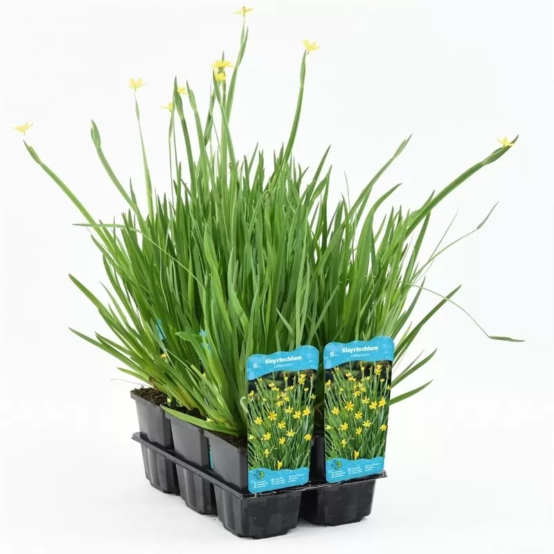 Sisyrinchium californicum P9C0.5