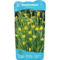 Sisyrinchium californicum P9C0.5