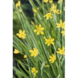 Sisyrinchium californicum P9C0.5
