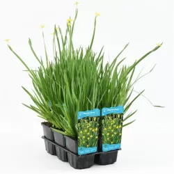 Sisyrinchium californicum P9C0.5