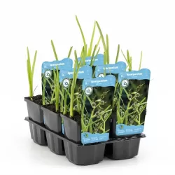Sparganium erectum P9C0.5