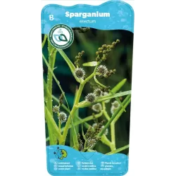 Sparganium erectum P9C0.5