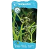 Sparganium erectum P9C0.5