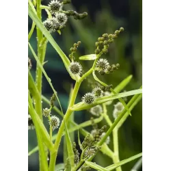 Sparganium erectum P9C0.5