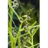 Sparganium erectum P9C0.5