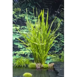 Sparganium erectum P9C0.5