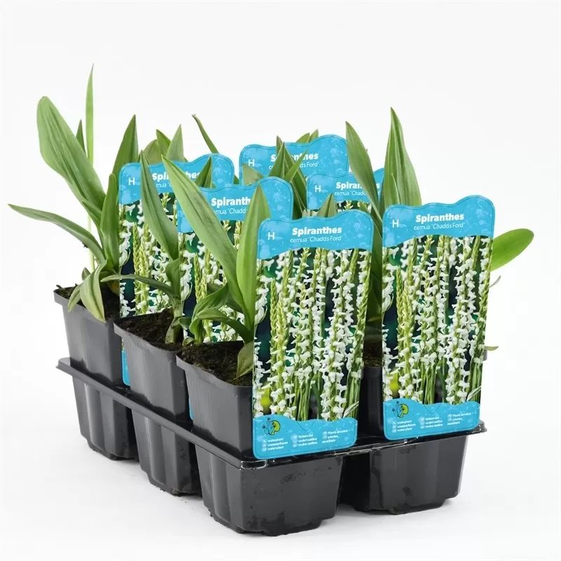 Spiranthes cernua Chadds Ford P9C0.5