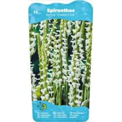 Spiranthes cernua Chadds Ford P9C0.5