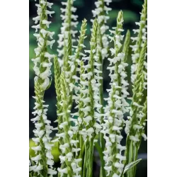 Spiranthes cernua Chadds Ford P9C0.5