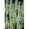 Spiranthes cernua Chadds Ford P9C0.5