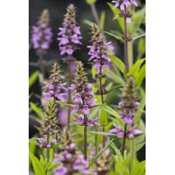 Stachys palustris P9C0.5