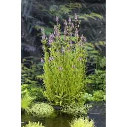 Stachys palustris P9C0.5