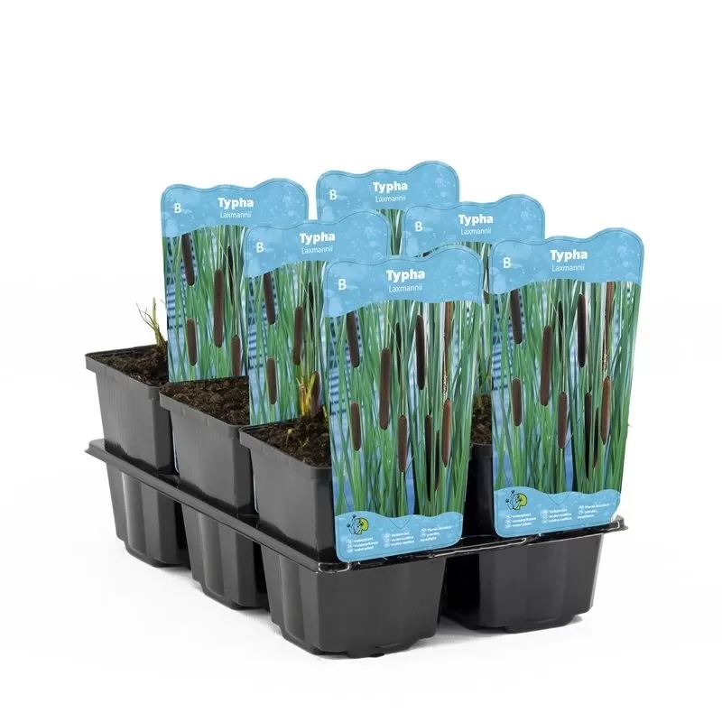Typha laxmannii P9C0.5