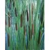 Typha laxmannii P9C0.5