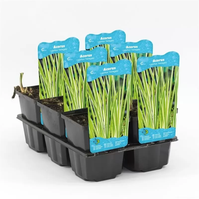 Acorus calamus Variegata P9C0.5