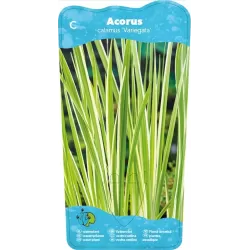Acorus calamus Variegata P9C0.5