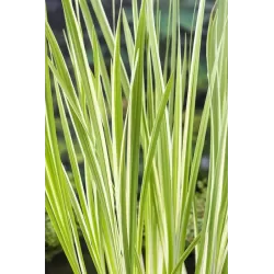 Acorus calamus Variegata P9C0.5