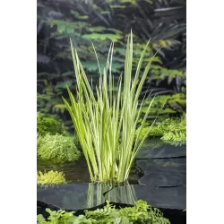 Acorus calamus Variegata P9C0.5