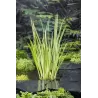 Acorus calamus Variegata P9C0.5